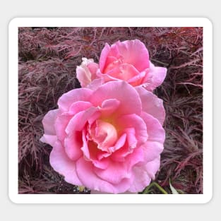 Beloved Pink Rose Buds of Friends and Lovers Sticker